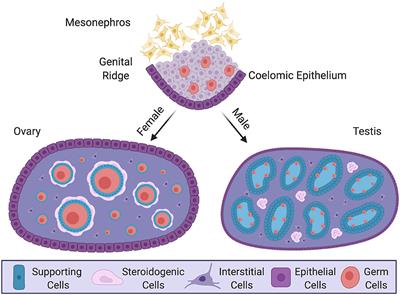 Gonadal Sex Differentiation: Supporting Versus Steroidogenic Cell Lineage Specification in Mammals and Birds